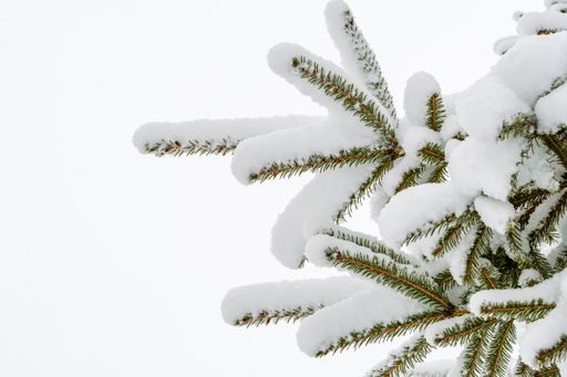 A green branch of a Christmas tree covered with a white hat with freshly fallen fresh snow. Winter New Year's landscape.