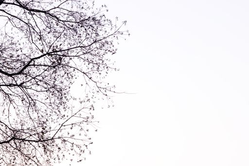 A low angle shot of a tree with the clear skies in the background