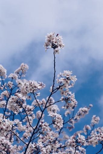 A vertical closeup of the blooming tree branches against the blue sky.