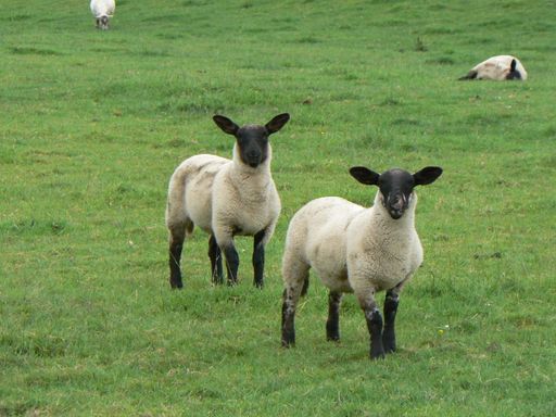 A bright summer day outdoors in a field with two cute tiny sheep standing on the lush grass