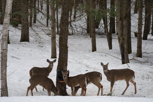 A beautiful shot of deers in a snowy forest