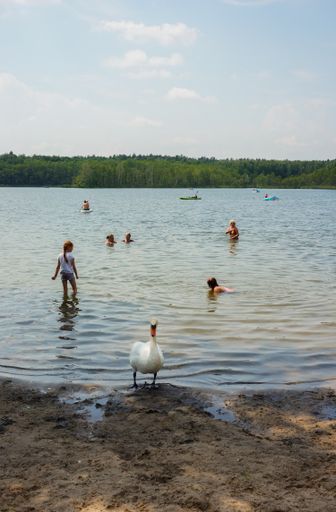 A goose and bathing people in the water of the Kierski lake