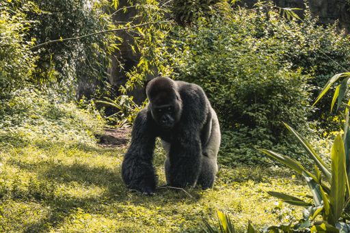 The male gorilla looking at the camera at the zoo.