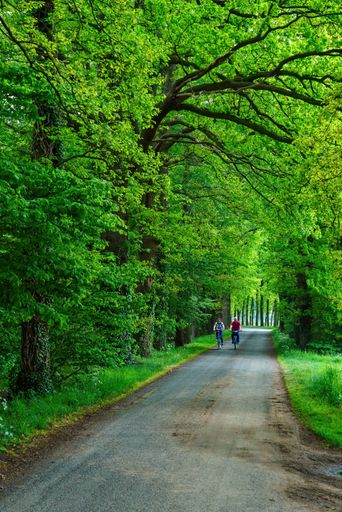 A vertical shot of cyclers riding in a green garden