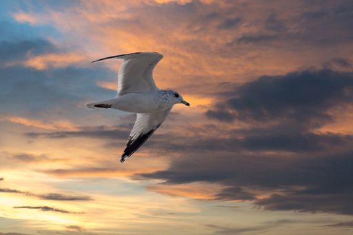 A white seagull flying with fully opened wings and the clouds on the back captured during golden hour