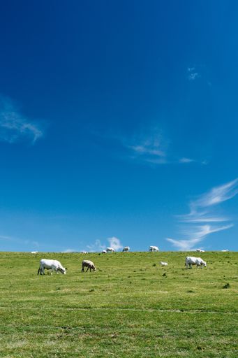 A vertical shot of cows in a grassy field with a blue sky in the background at daytime in France
