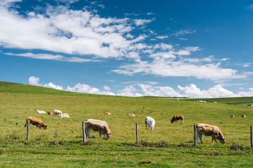 A close shot of cows in the grassy field under a blue cloudy sky at daytime in France