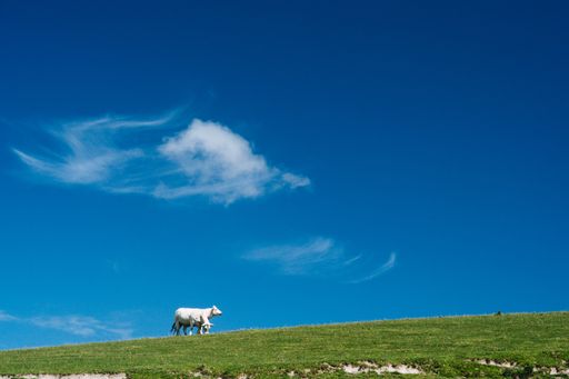 A beautiful shot of cows standing on a grassy hill with a blue sky in the background in  France