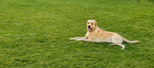 A panoramic view of a Golden Retriever dog in the yard