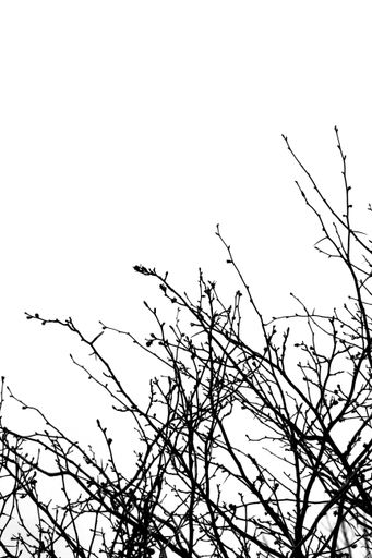 A low angle shot of naked tree branches against a gray gloomy sky