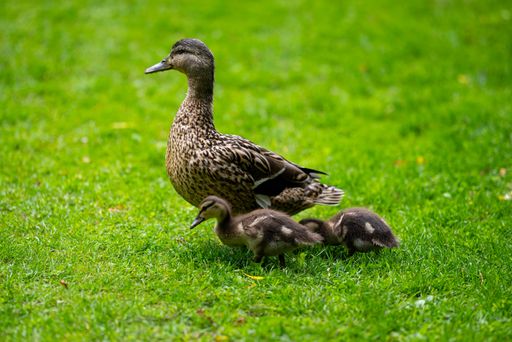 Duck family comes to eat oatmeal in our garden on a daily basis