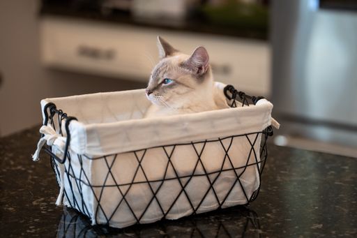 A closeup of a cute cat in a basket on a table