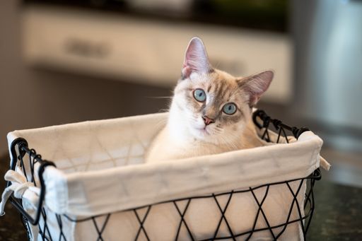 A closeup of a cute cat in a basket looking at the camera