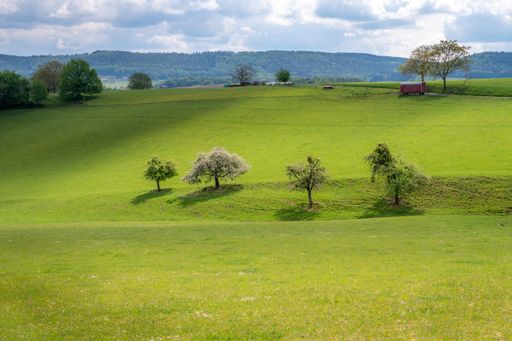 pasture land and orchards are typical of this landscape
