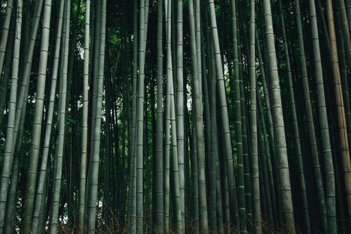 A closeup of a bamboo forest