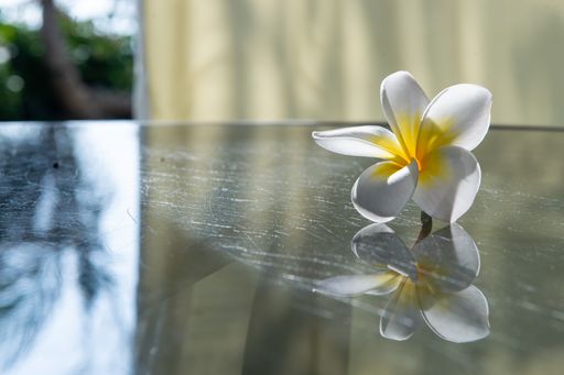 A closeup shot of a Frangipani on the table