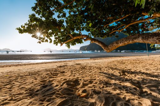 A beautiful sandy beach with a tree leaning on it in El Nido, Palawan, Philippines