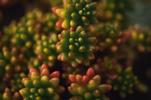 A selective focus shot of green flowers on blurred background