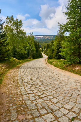 A vertical shot of a footpath lined with evergreen trees on the Karkonosze mountains in Poland