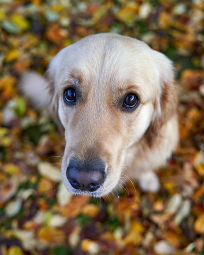A portrait of cute golden retriever dog against blurry autumn leaves