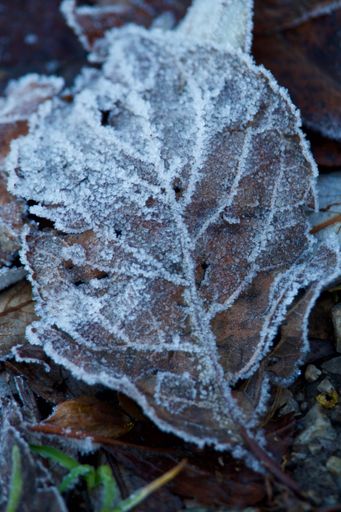 The close-up shot of a frozen leaf in winter