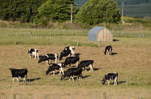A scenic view of cows grazing grass on the field on a sunny day