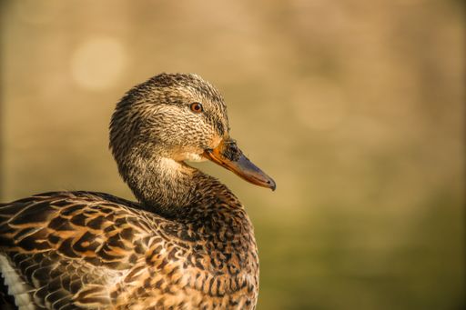 A closeup of a Mallard with blurred background