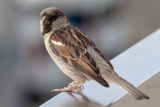 A closeup shot of a House sparrow sitting on a fence