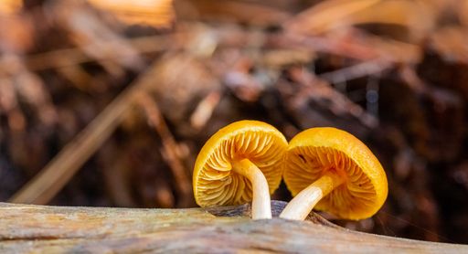 A closeup shot of Mycena Mushrooms in a Pine Forest Plantation in Tokai Forest Cape Town