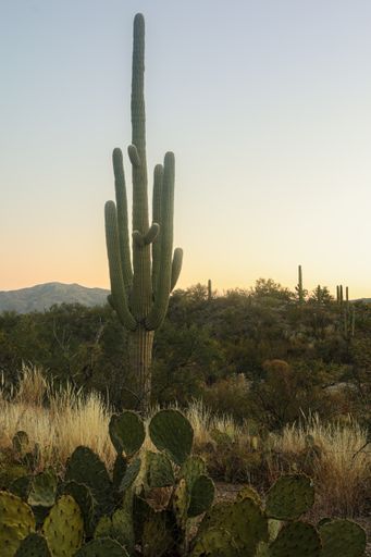 Cacti scene as the sun illuminates the horizon