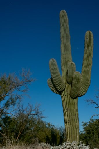 Lone Saguaro vibrant against the blue sky