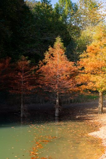 A vertical shot of the beautiful trees with orange leaves captured on a sunny autumn day
