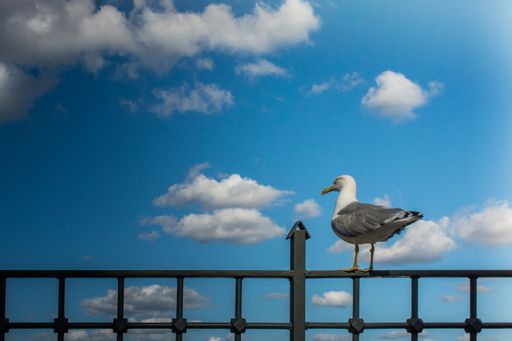 A closeup shot of a great black-backed gull standing on a fence against the sky