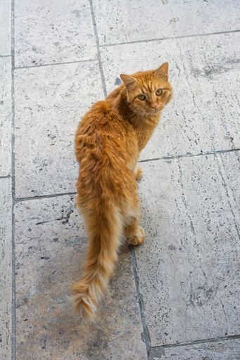 A vertical shot of an orange cat looking back at the camera while walking on the street