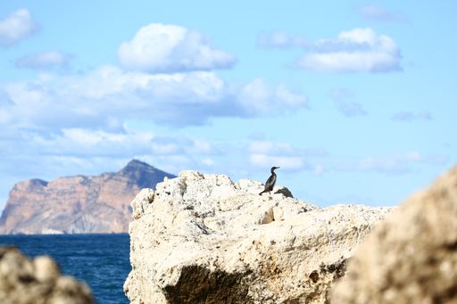 A shallow focus shot of a cormorant bird perched on a rock by the sea against blue cloudy sky on a sunny day