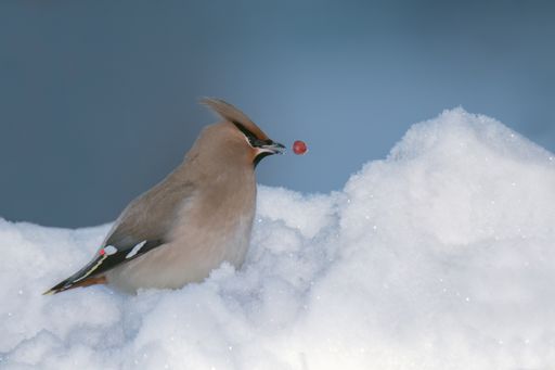 A beautiful view of a Bohemian Waxwing bird sitting among snow and feeding on rowan tree berries on a cold winter day