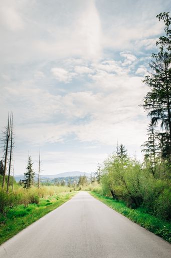 A vertical shot of a one-lane road with pine trees on both sides under the blue cloudy sky