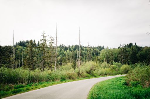 A scenic view of a one-lane road with pine trees on both sides