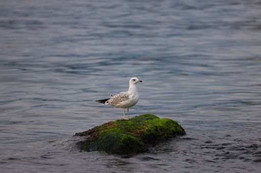 A closeup of the Vega gull, East Siberian gull, or East Siberian herring gull, Larus vegae.