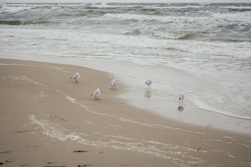 A bunch of seagulls standing in the water on a beach