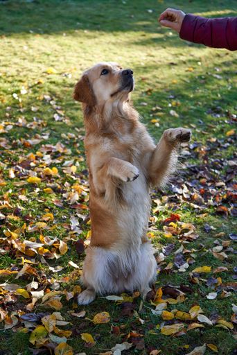 A vertical shot of a golden retriever training in a park