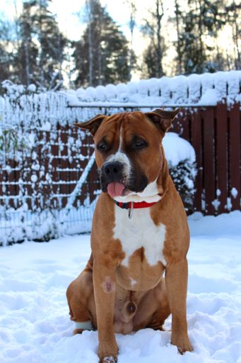 A vertical shot of the male American Staffordshire Terrier