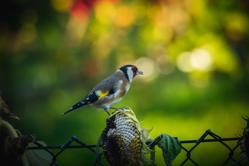 A selective focus of a goldfinch foraging on sunflower against a blurred background