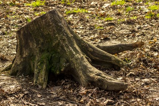 A closeup shot of a wooden stump in the middle of the forest