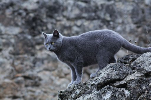 A low angle closeup shot of a gray cat on a rock