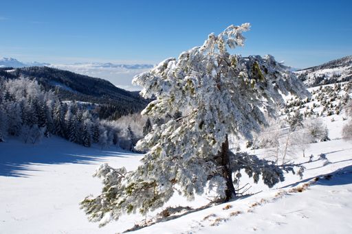 The beautiful winter landscape with the trees covered with snow.