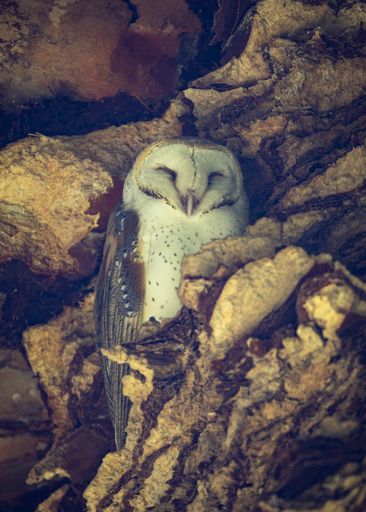 A vertical closeup shot of a beautiful barn owl standing on a broken tree trunk