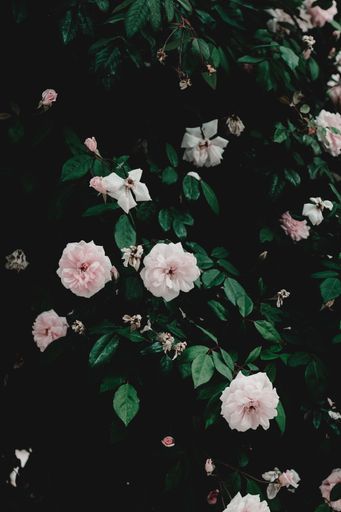 A beautiful background or wallpaper with pink flowers and leaves