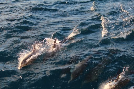 A closeup of dolphins in the sea
