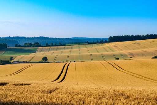 A scenic view of yellow wheat fields in a rural area on blue sky background